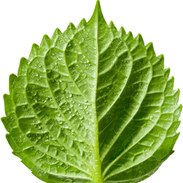 green dentistry leaf photo